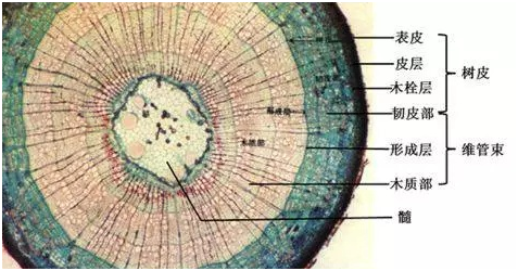 双子叶植物次生结构图片