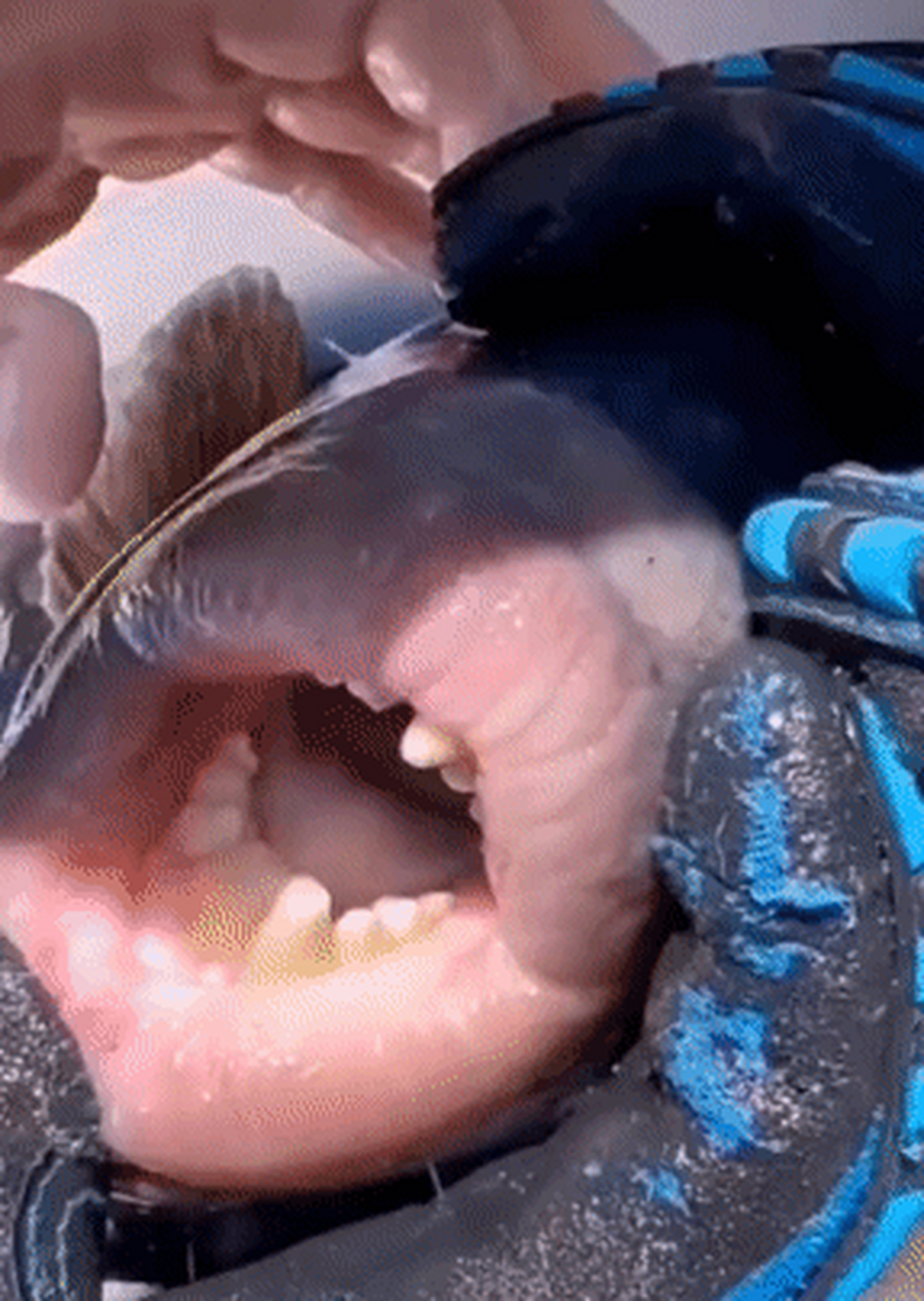 这什么鱼?嘴唇好性感