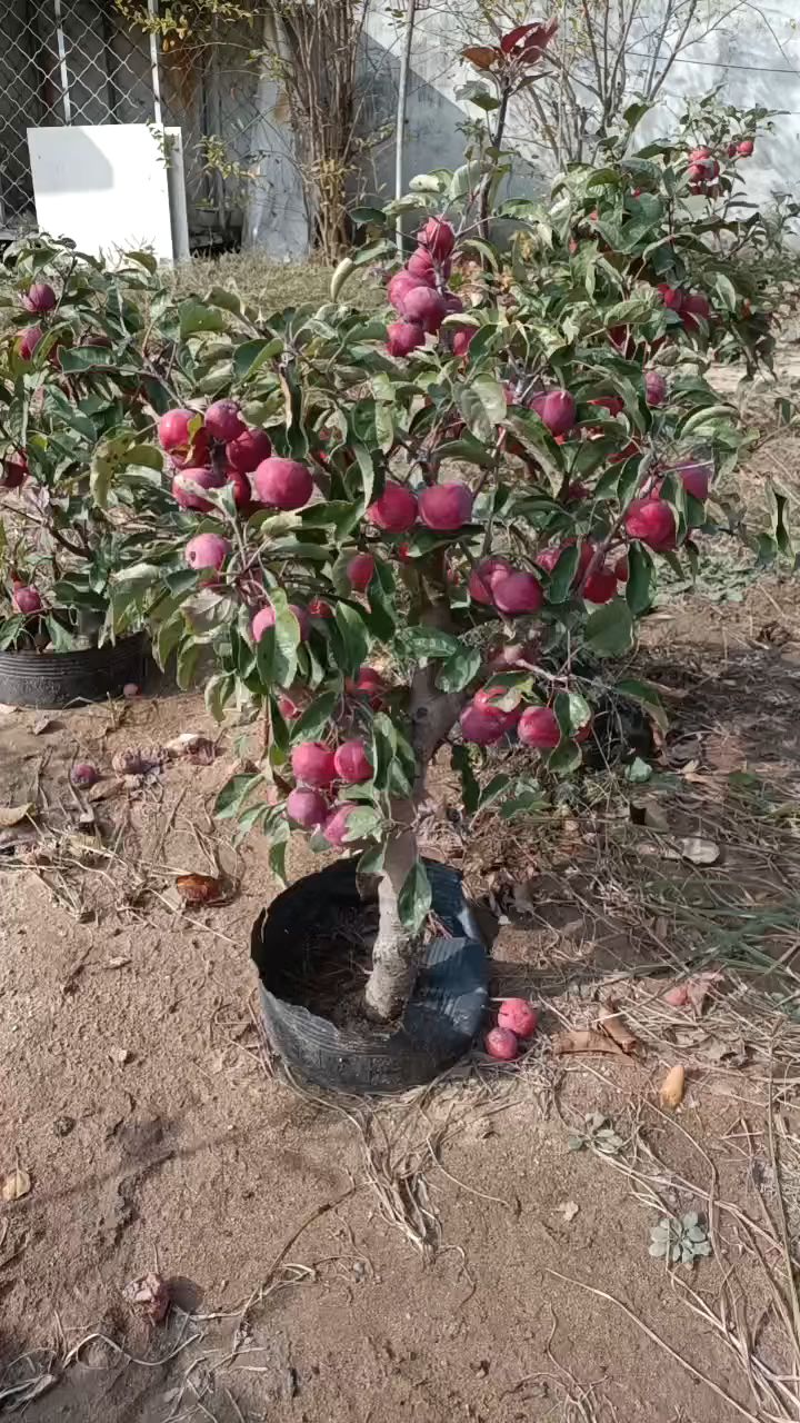 贵人果盆栽图片