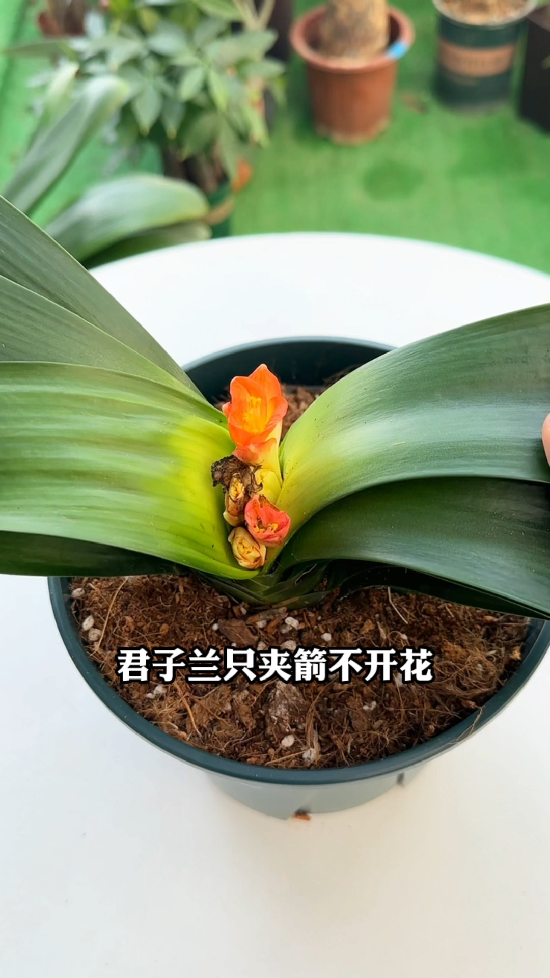 君子蘭夾箭不開花,撒點開花骨粉,促進植物發芽開花,延長花期-度小視