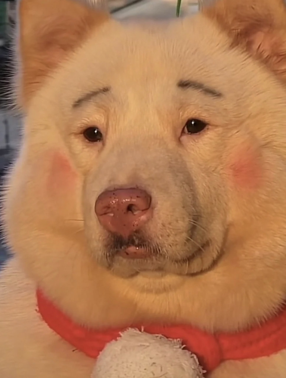 网友:我的妈呀,第一次看到画这么精致妆容的狗子!