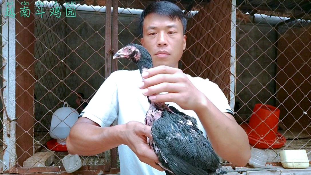 三斤多的越南斗鸡苗