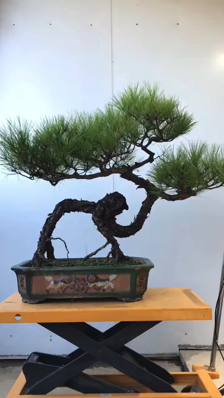 怪桩老山松盆景