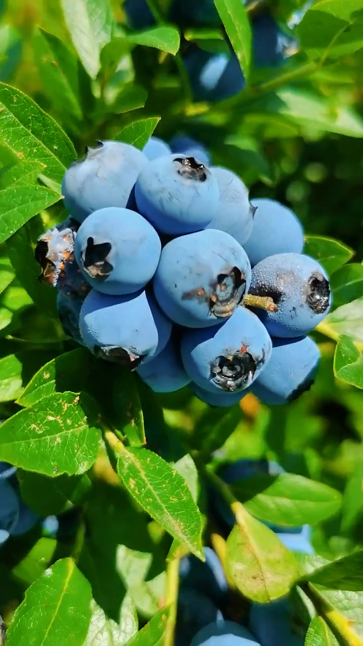 法新蓝莓苗 大果蓝莓品种 树势旺盛 分枝量充足 丰产采收期长