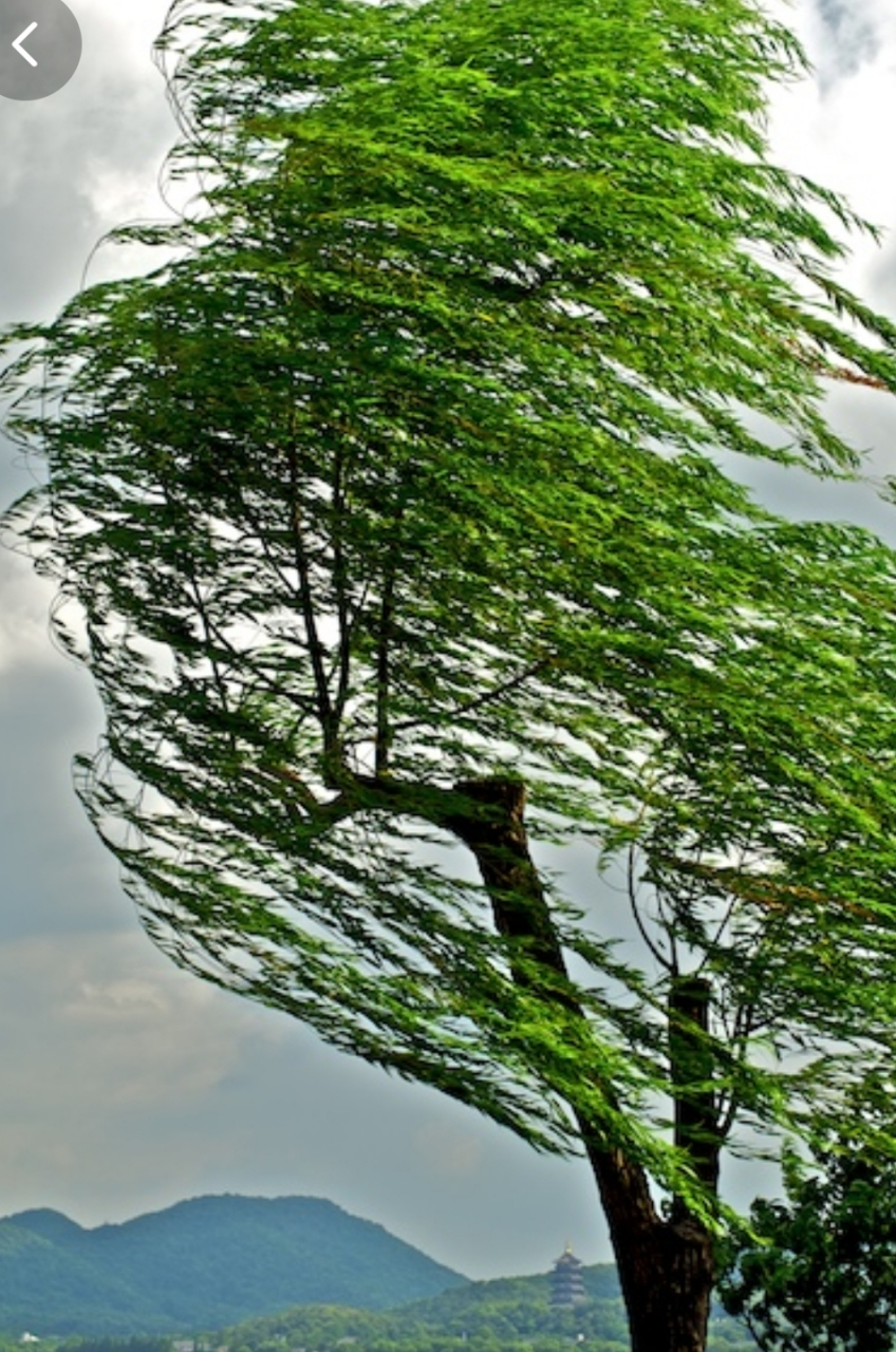 风啊,你是自由的鸟, 飞翔天空展翅翱翔