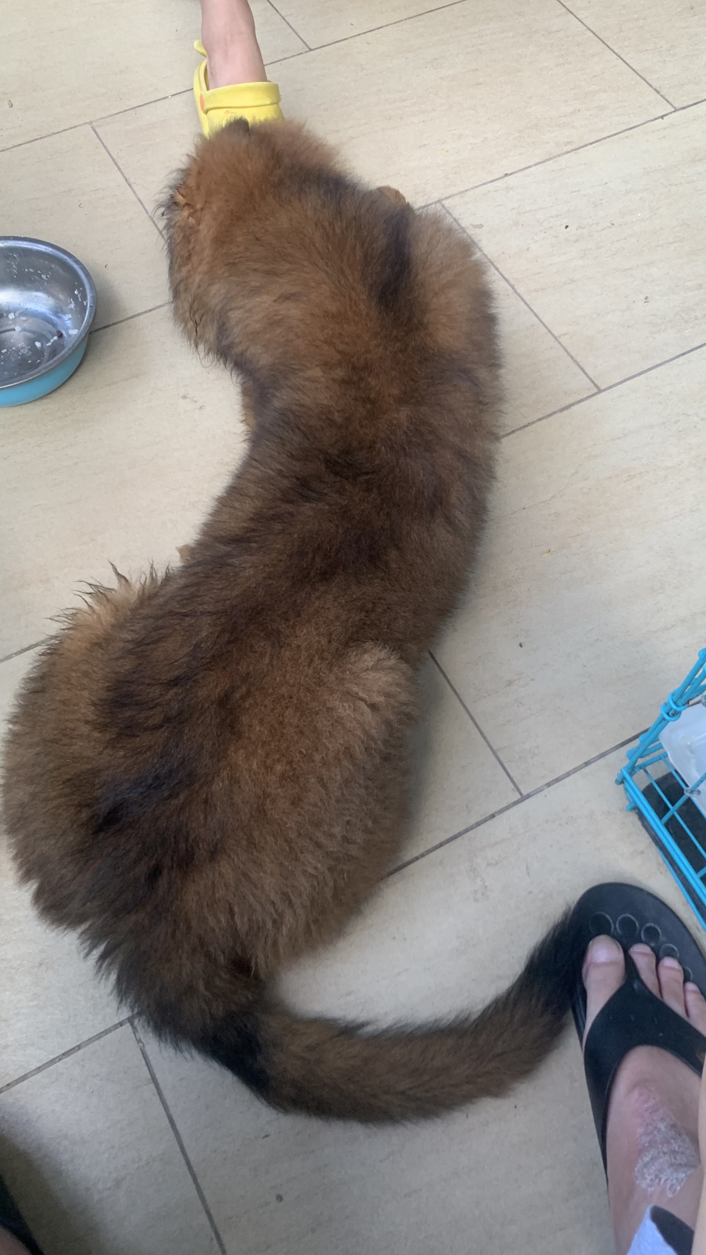 紫貂色赛级西德牧羊犬