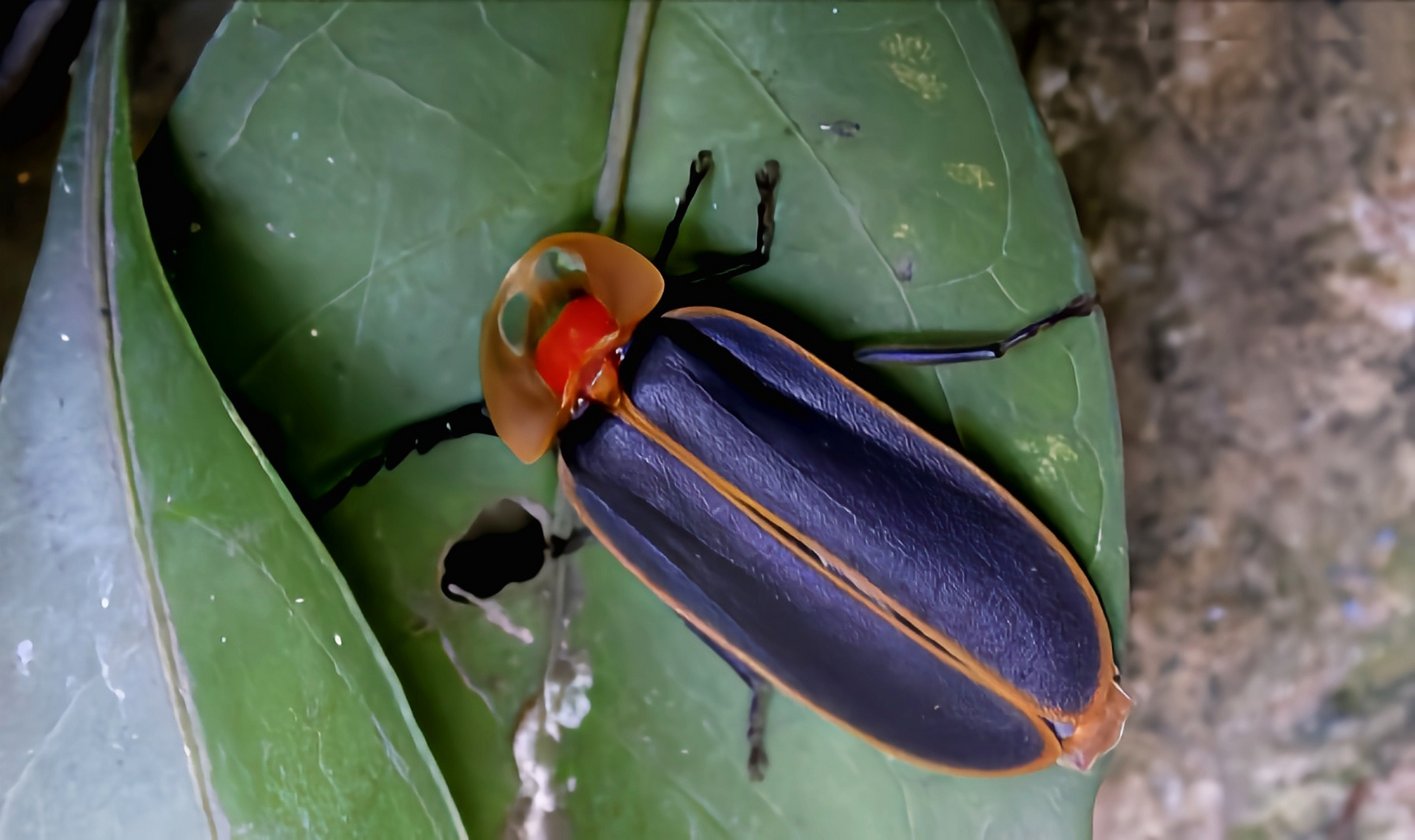 每天认识一种昆虫——山窗萤 山窗萤别名山窗萤火虫,是鞘翅目,萤科,窗