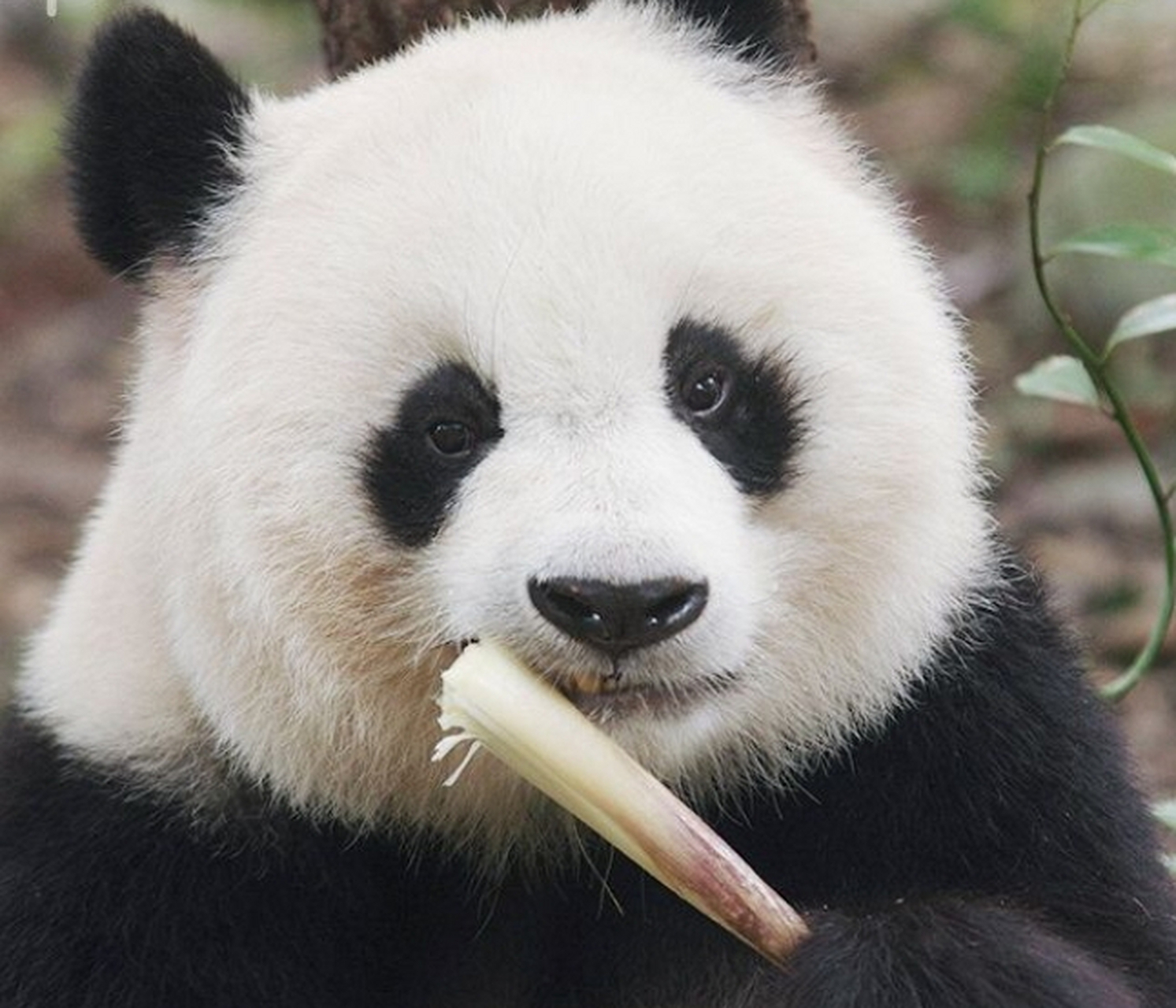 基地之花大熊猫北川#  川包子,   苹果川,  基地之花,  勇气和外貌