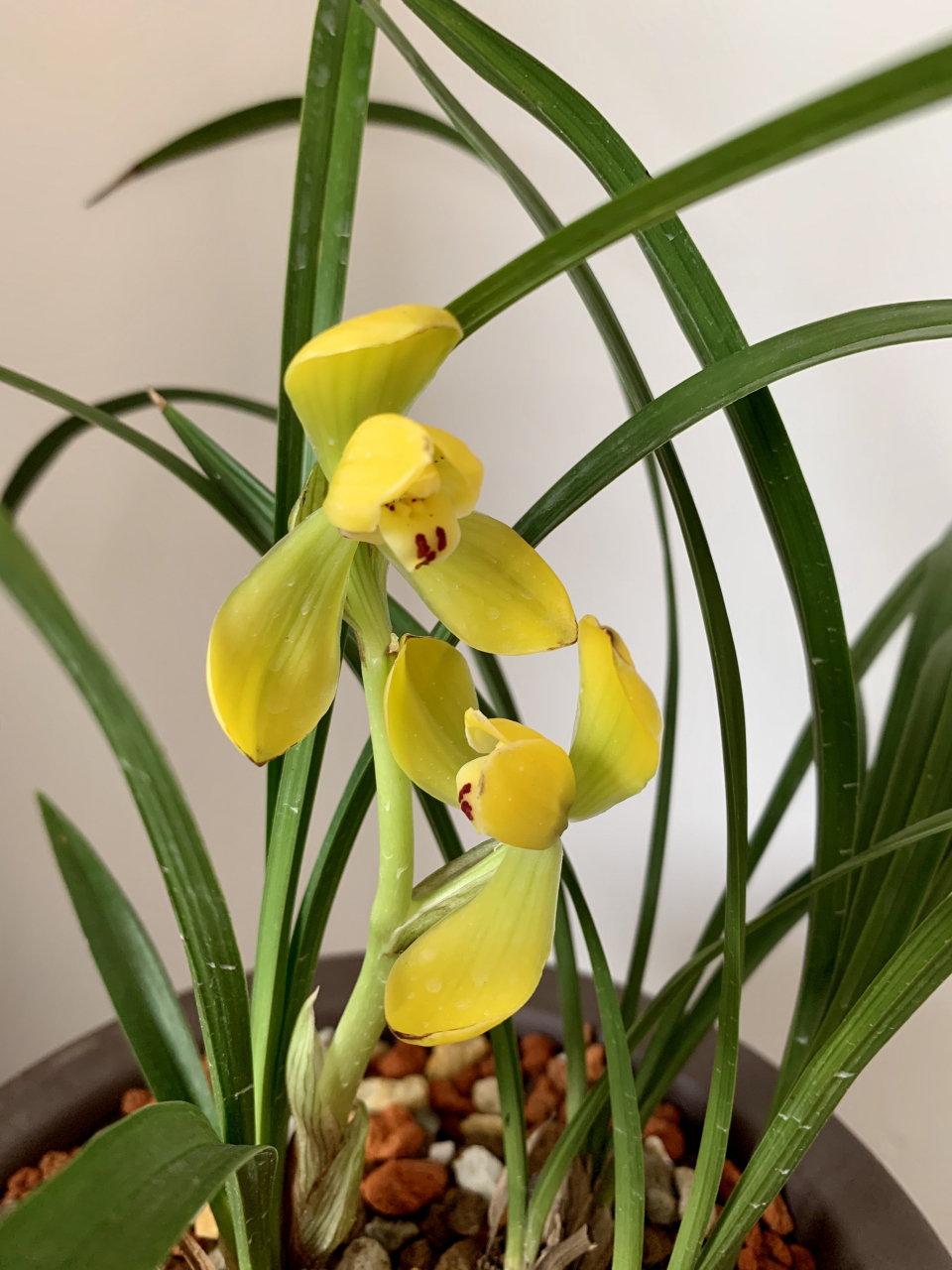 春兰黄荷,一亭两朵.