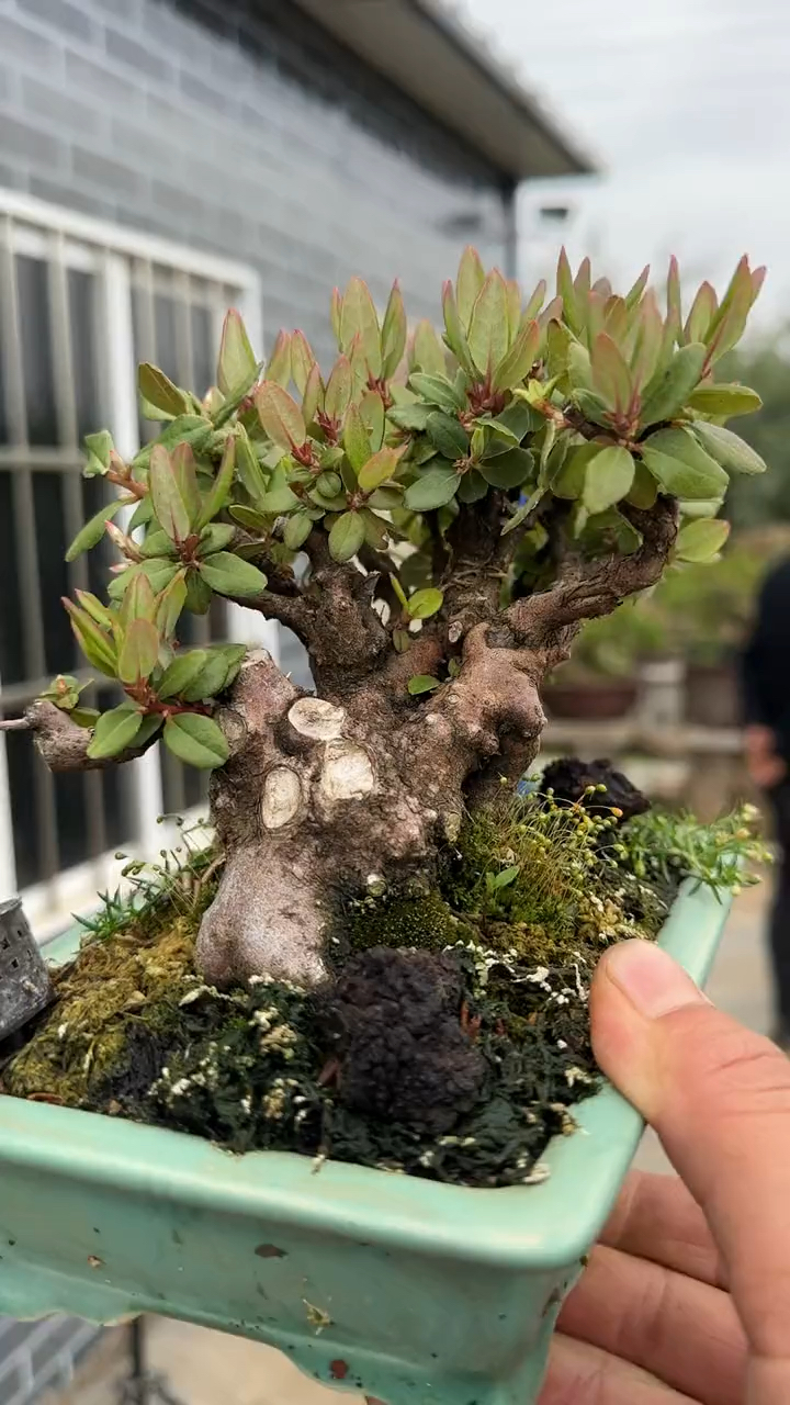 高山米叶杜鹃花