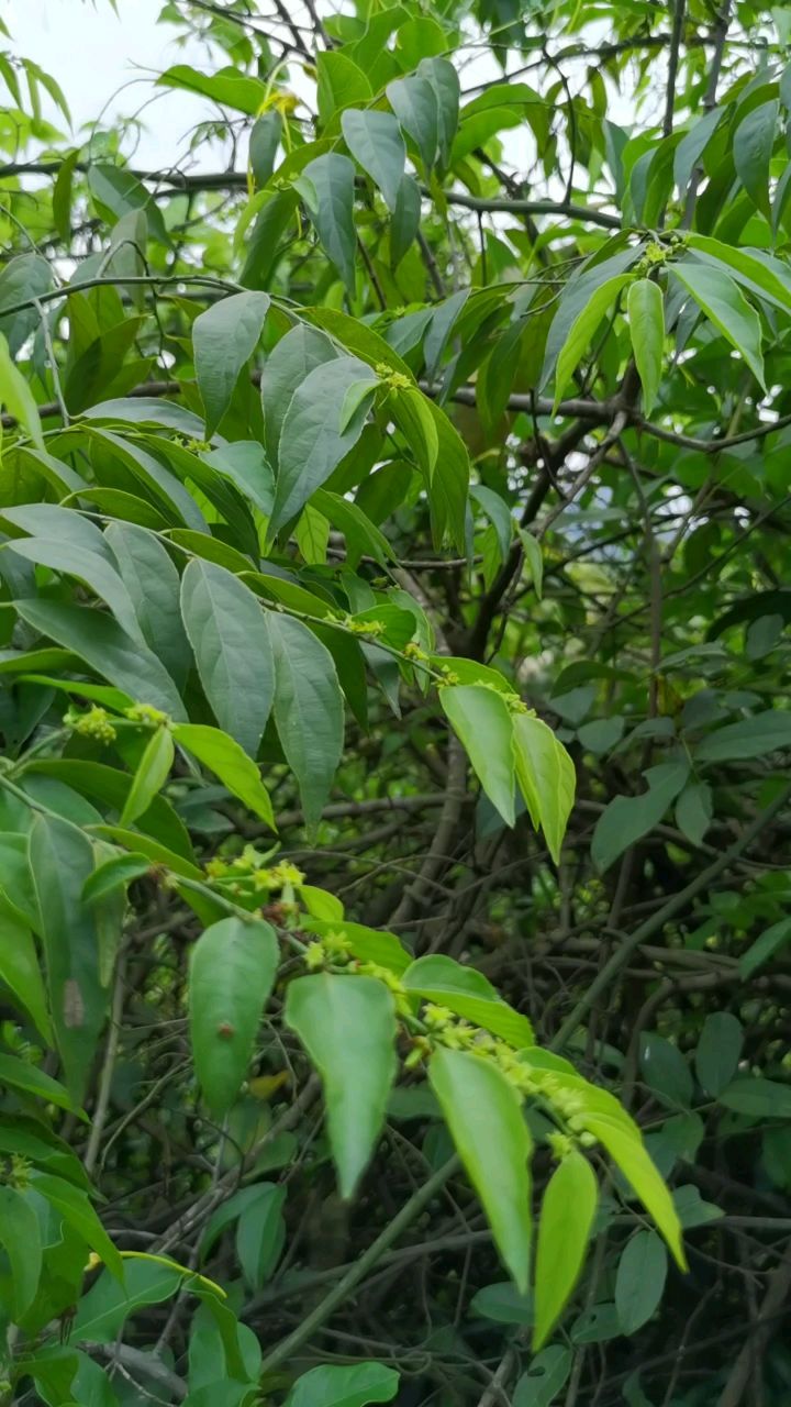 五月的翼核果