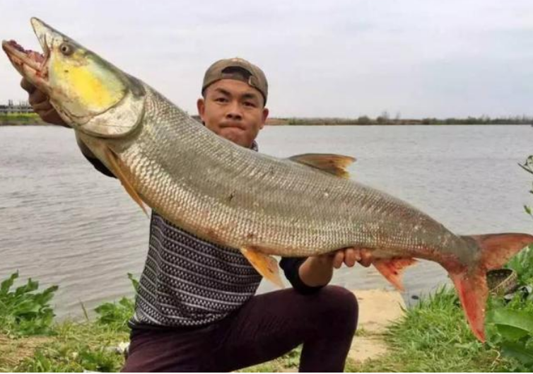 鱤魚 是 什麼 魚