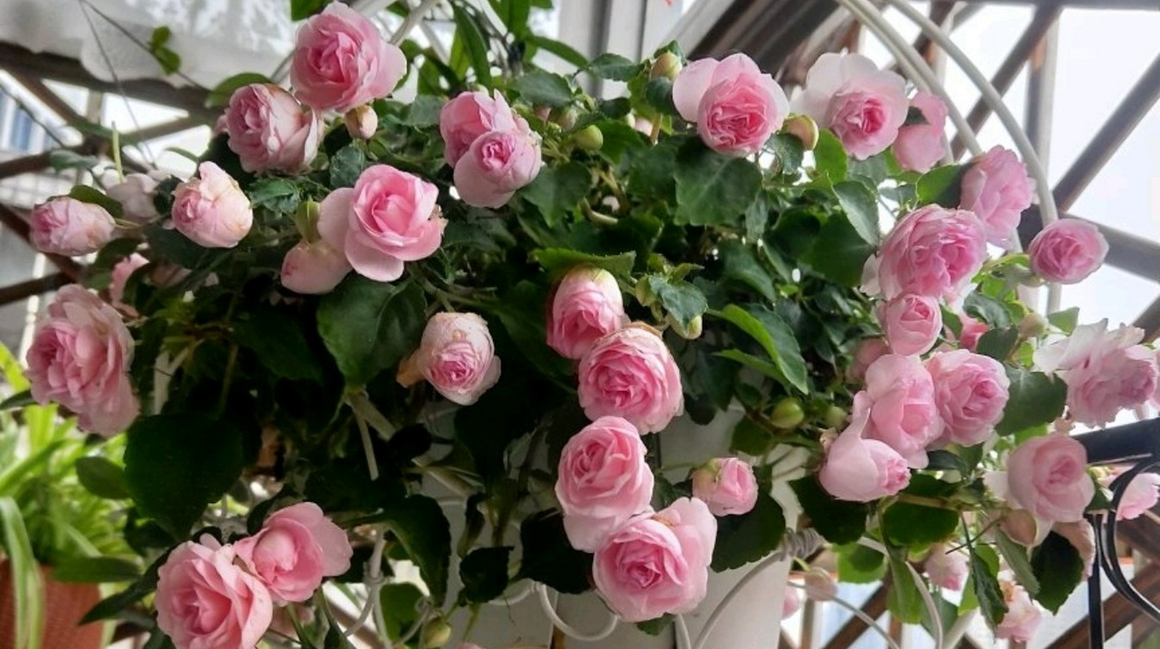 但是不同品种的凤仙花,虽然可以染指甲,但是不能做到一年四季都开花