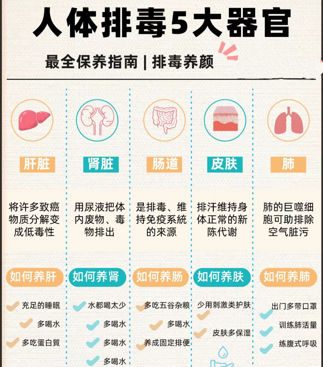 人体排毒五大器官,养生养颜更健康#健康