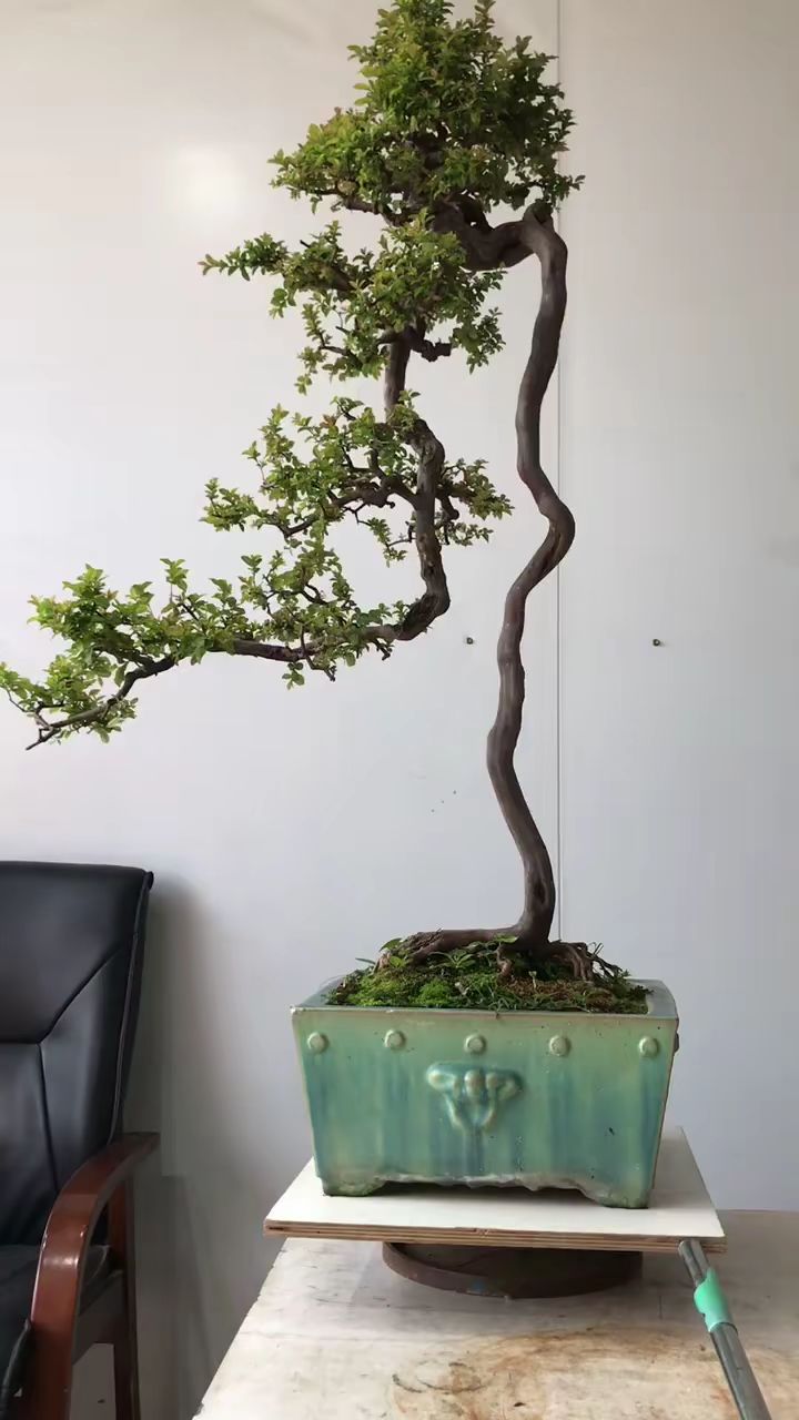 朋友说我的作品都是岭南精品,云头雨脚雀梅请鉴赏.