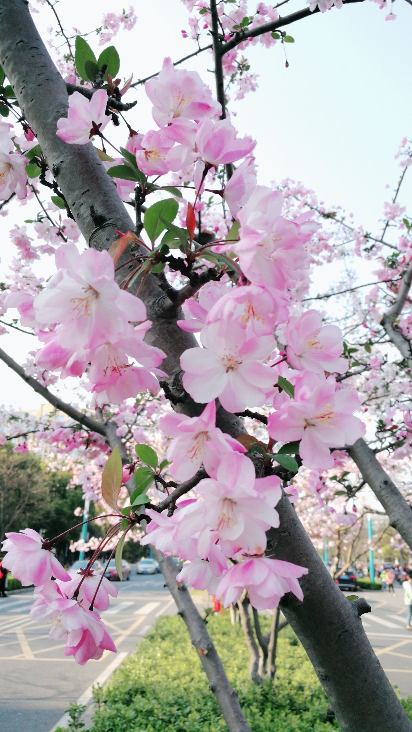 春花秋月春花照片图片