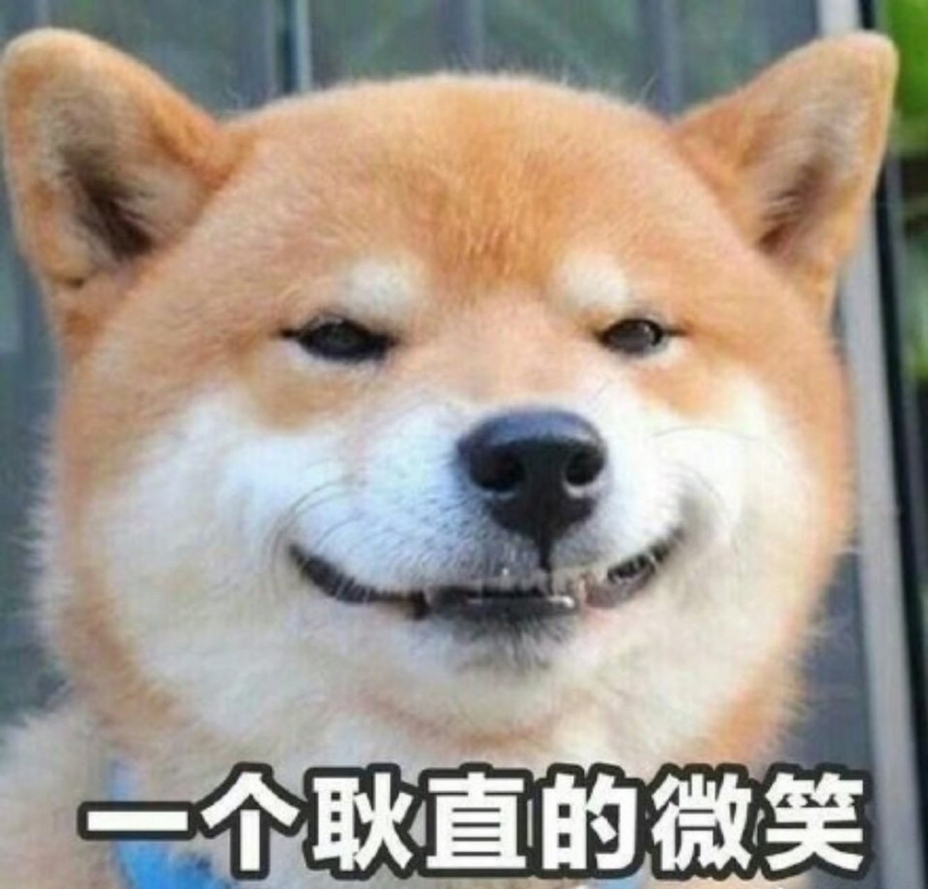 可惜我这个人生性木纳,不善言辞
