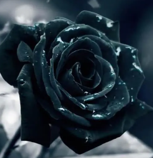 心理测试:哪一朵是真正的黑玫瑰?看你适合找多大年龄的男朋友