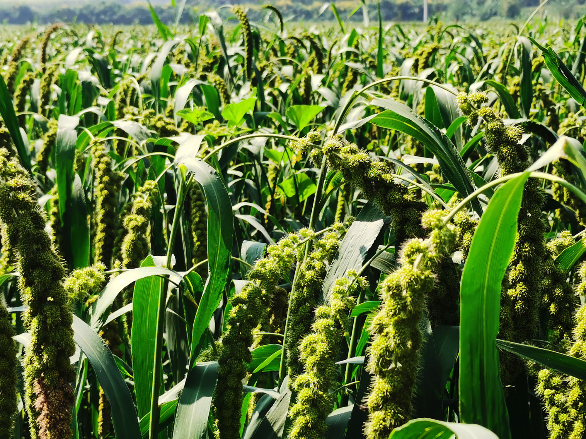 岭区的谷子熟了