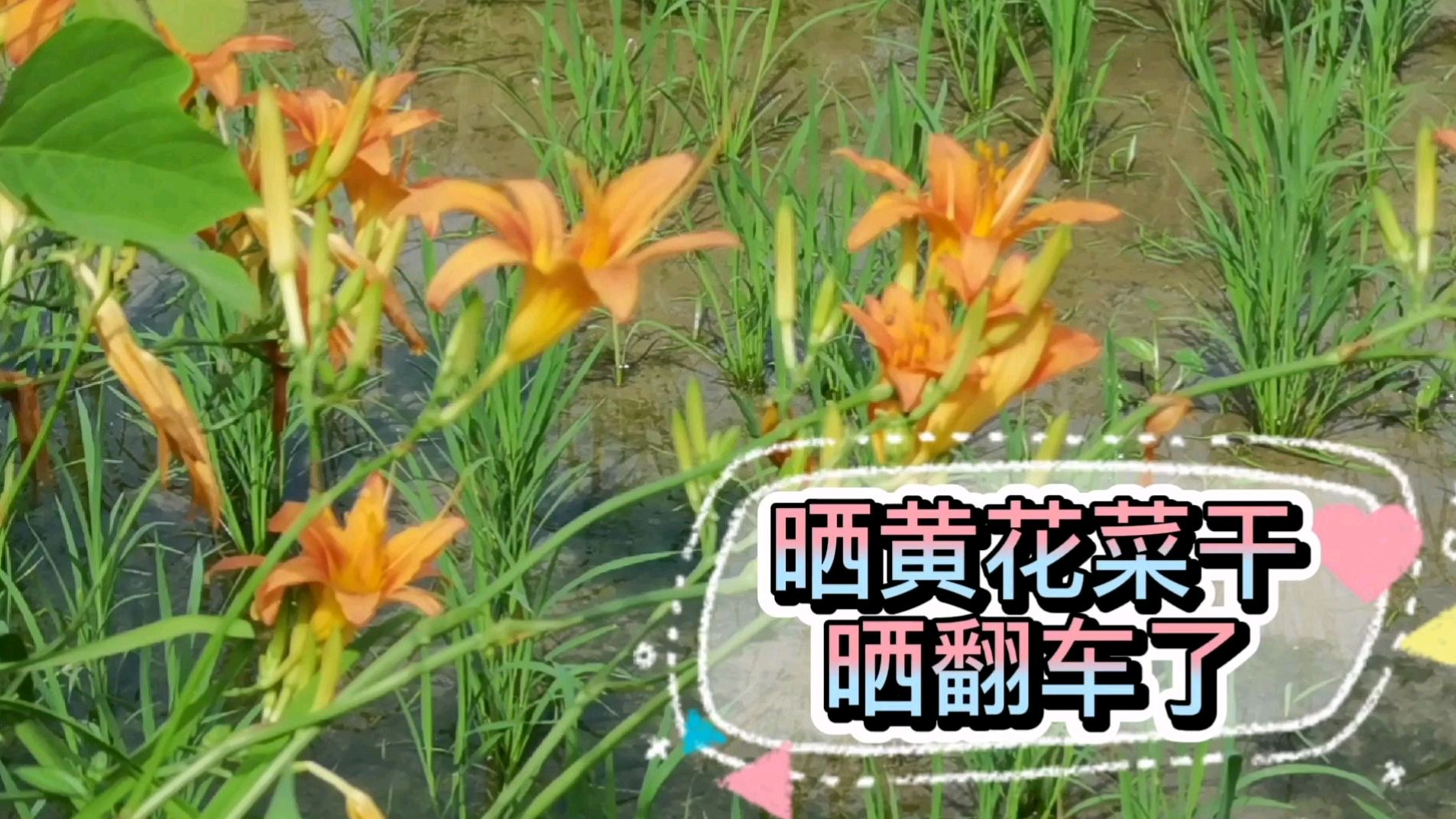新鲜的黄花菜有毒,说的是真的吗