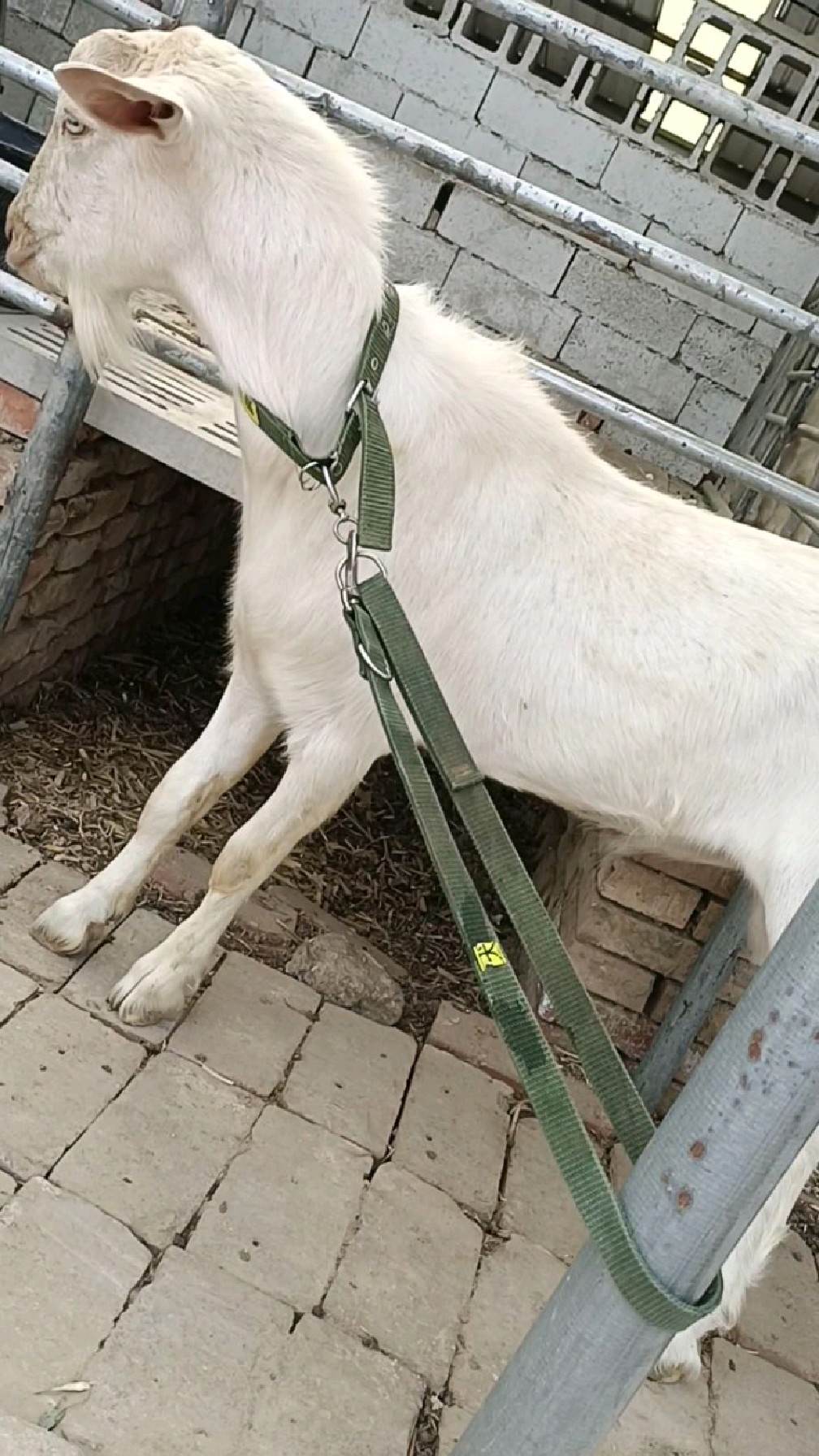 萨能奶山羊种公羊