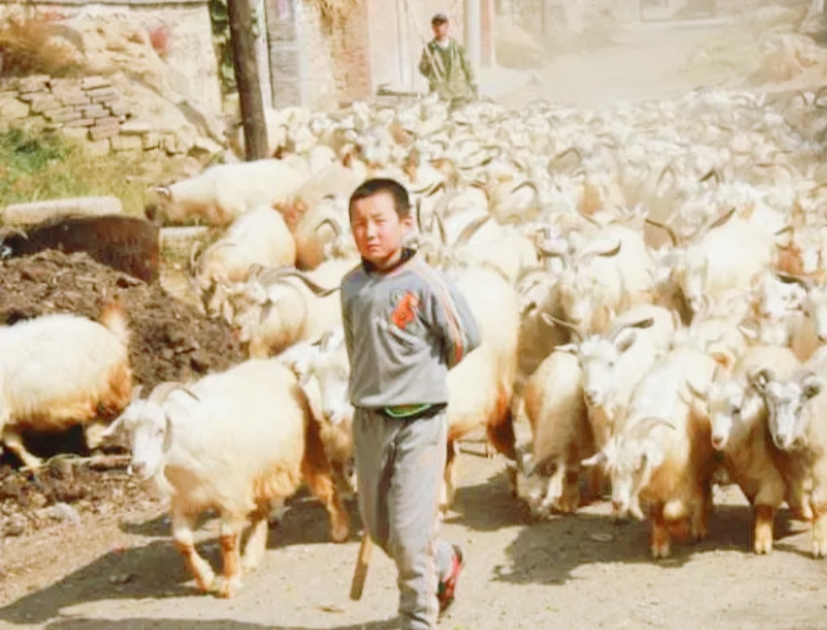 陕北农村放羊娃图片图片