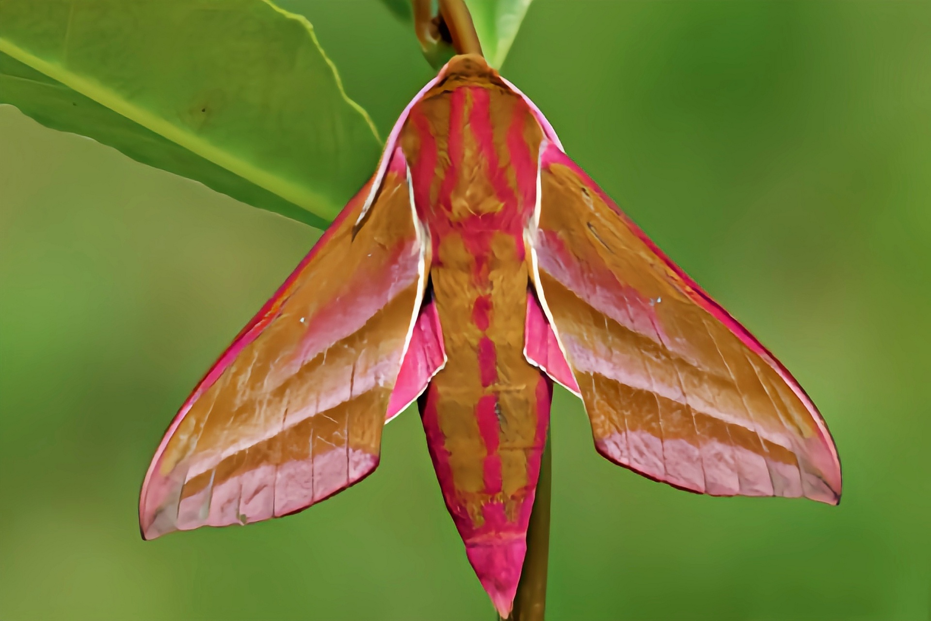 每天认识一种动物——红天蛾 红天蛾别名象鹰娥,红夕天蛾,累氏红天蛾