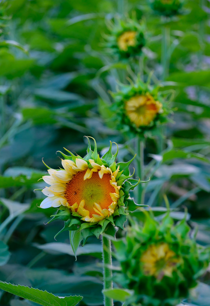 无惧骄阳,向阳而生,奥森向日葵,遇见美好盛夏光影.