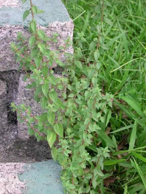 雾水葛是一种什么样的植物