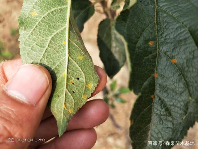 蘋果樹苗鏽病的發病圖譜以及防治攻略分享