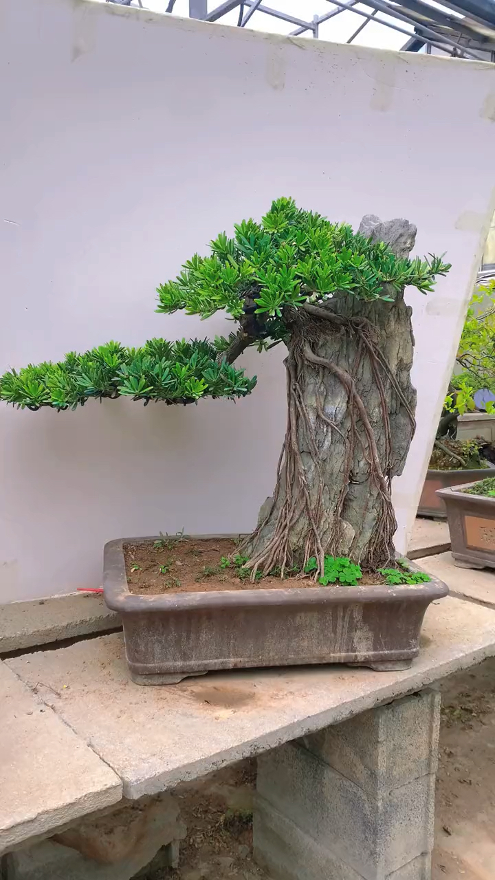 精品提根附石罗汉松