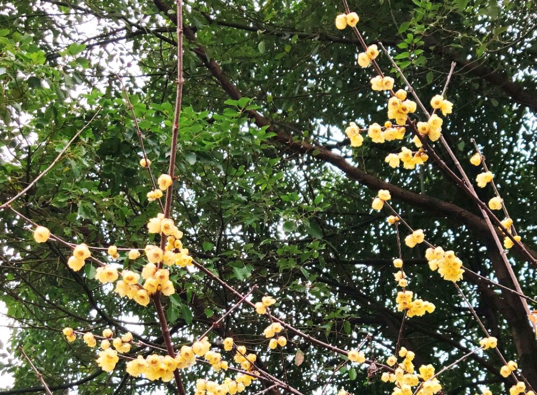 快来鸿恩寺公园赏腊梅,正是好时候