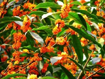 状元红  状元红桂花品种树冠浓密,分枝力强,花径大,花量多.