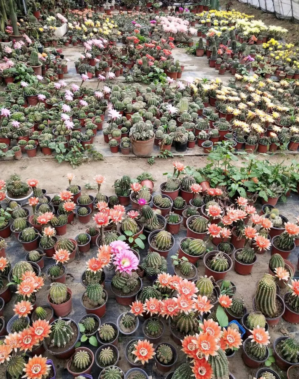 第一次看见专门养仙人球的大棚,群开的状态真壮观