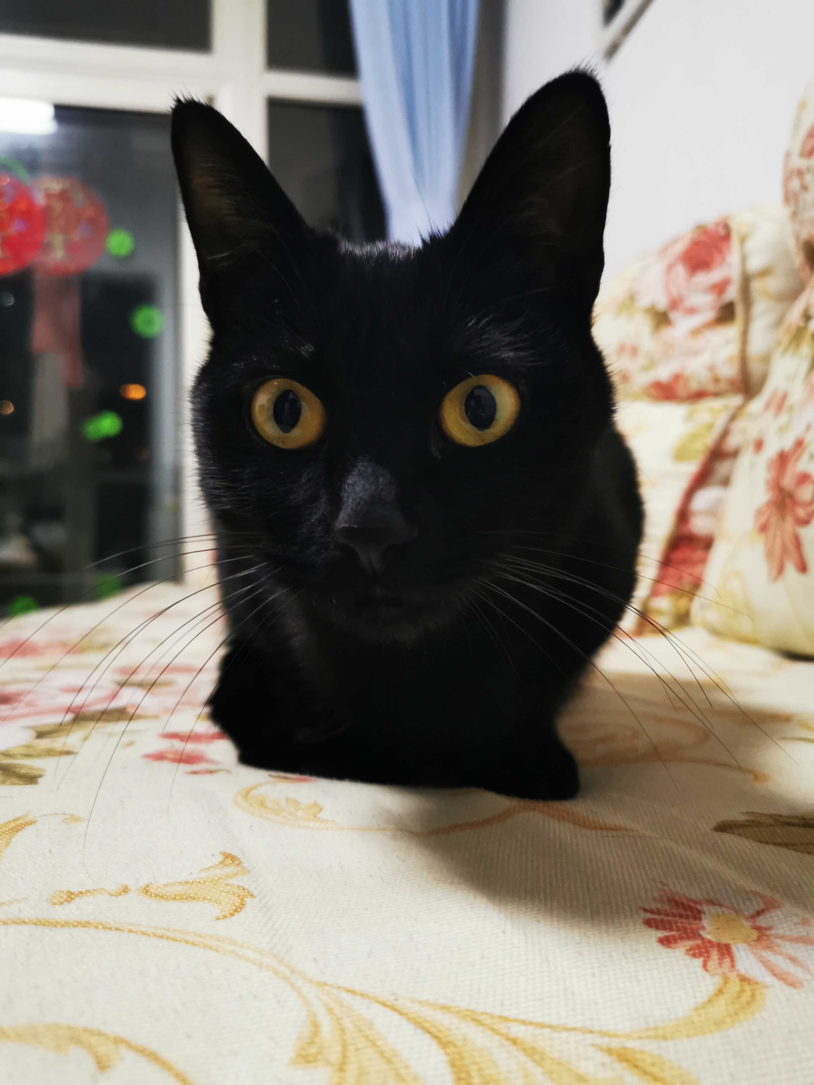 黑猫都是这样威武霸气吗?
