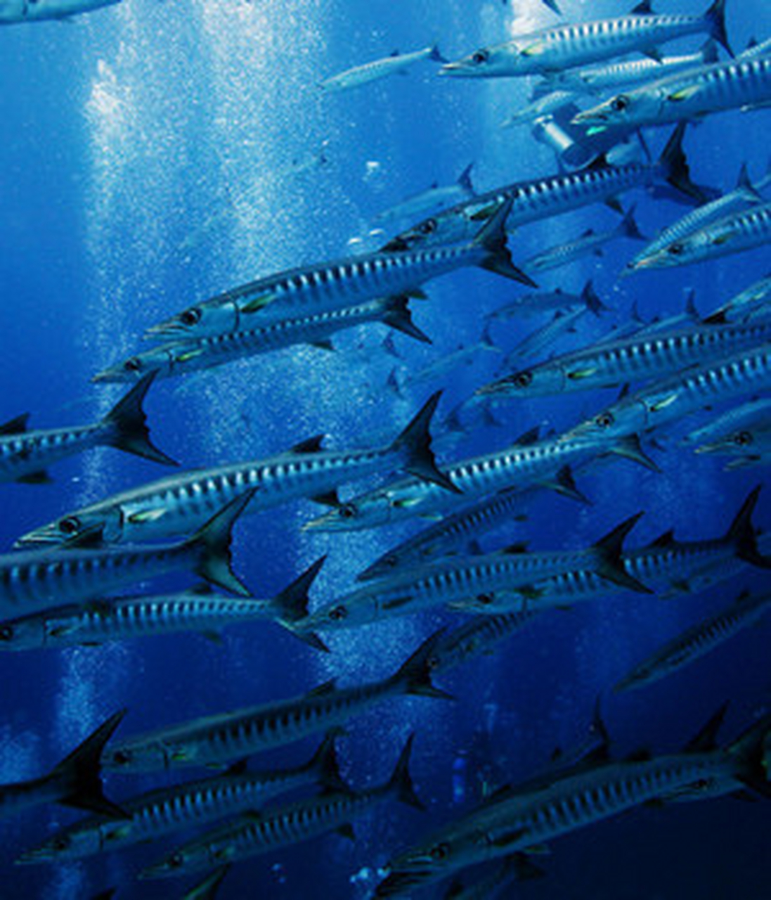 海狼鱼的学名叫梭子鱼,身体属长圆柱形,嘴巴尖,下巴阔大,头如梭,长有