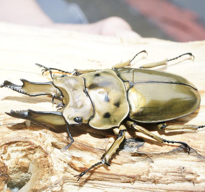 胆子太大!上海海关查获黄金鬼锹,试图蒙混过关,它到底有多可怕