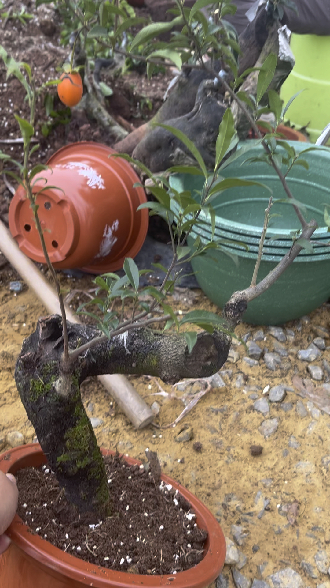 金弹子辣椒血红果