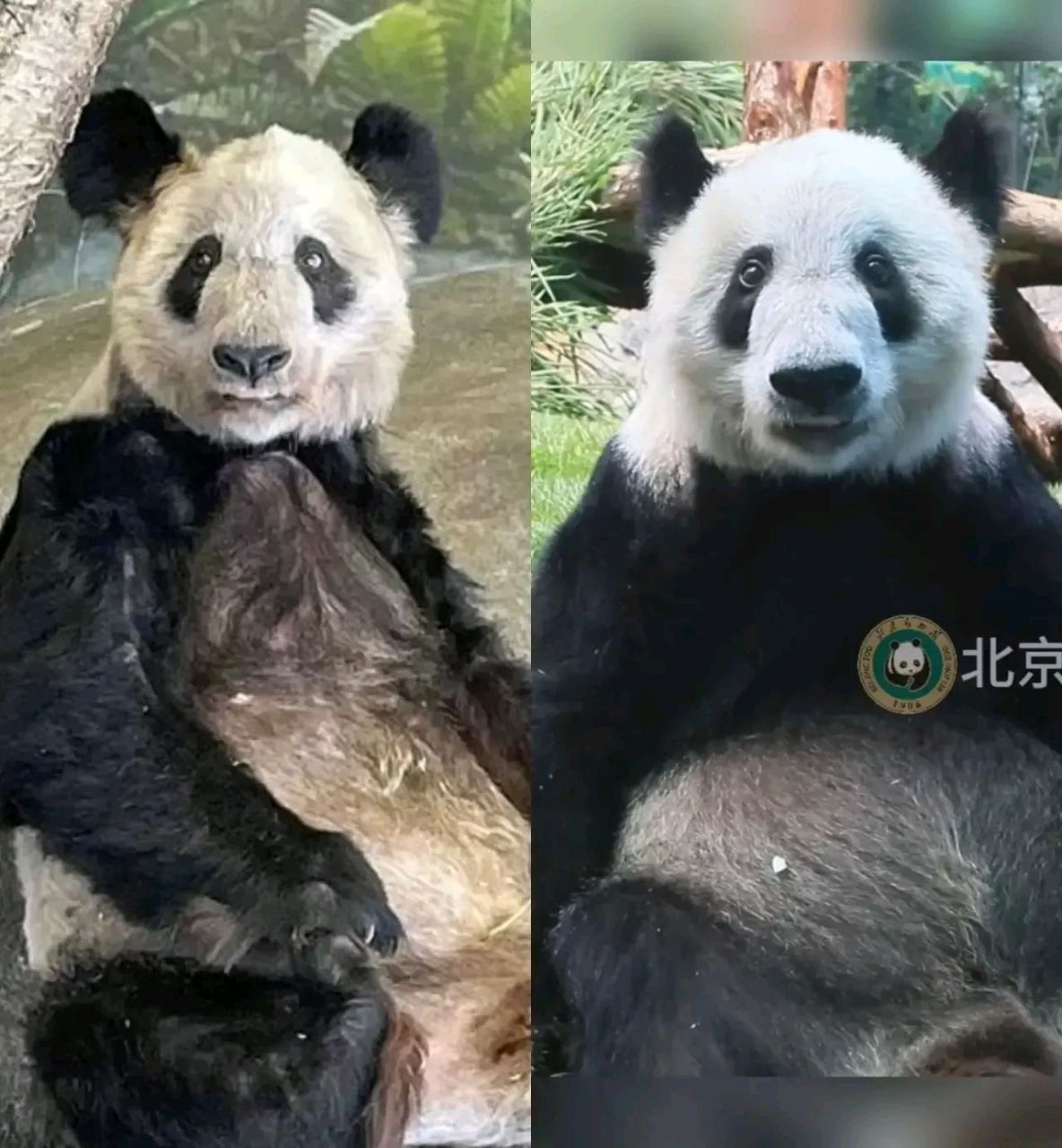 看看大熊猫丫丫现在的样子,跟以前的照片对比一下,你能相信这是同一只