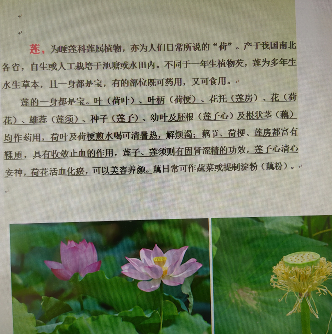 中药芡,莲,睡莲一一药性功效