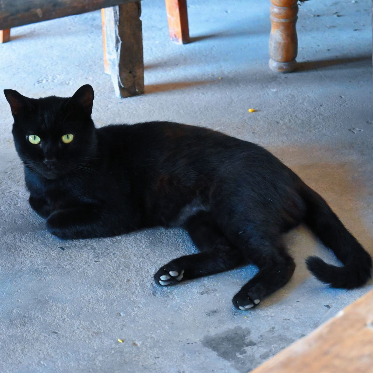 一只黑色猫咪,它油光水滑的,黑得发亮,像煤炭,像黑夜,像小黑豹.