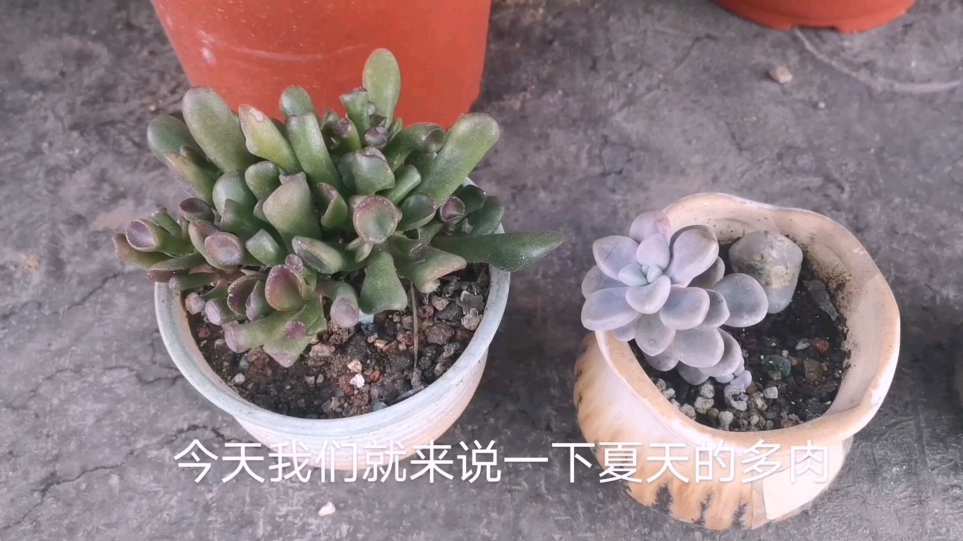 夏天的多肉植物怎么去浇水,网友们:你们知道吗?