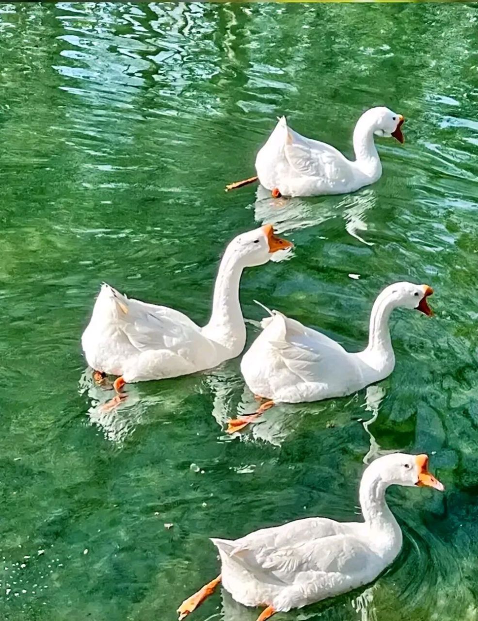 鹅鹅鹅鹅,曲项向天歌. 白毛浮绿水,红掌拨清波. 比骆宾王还多一只鹅.