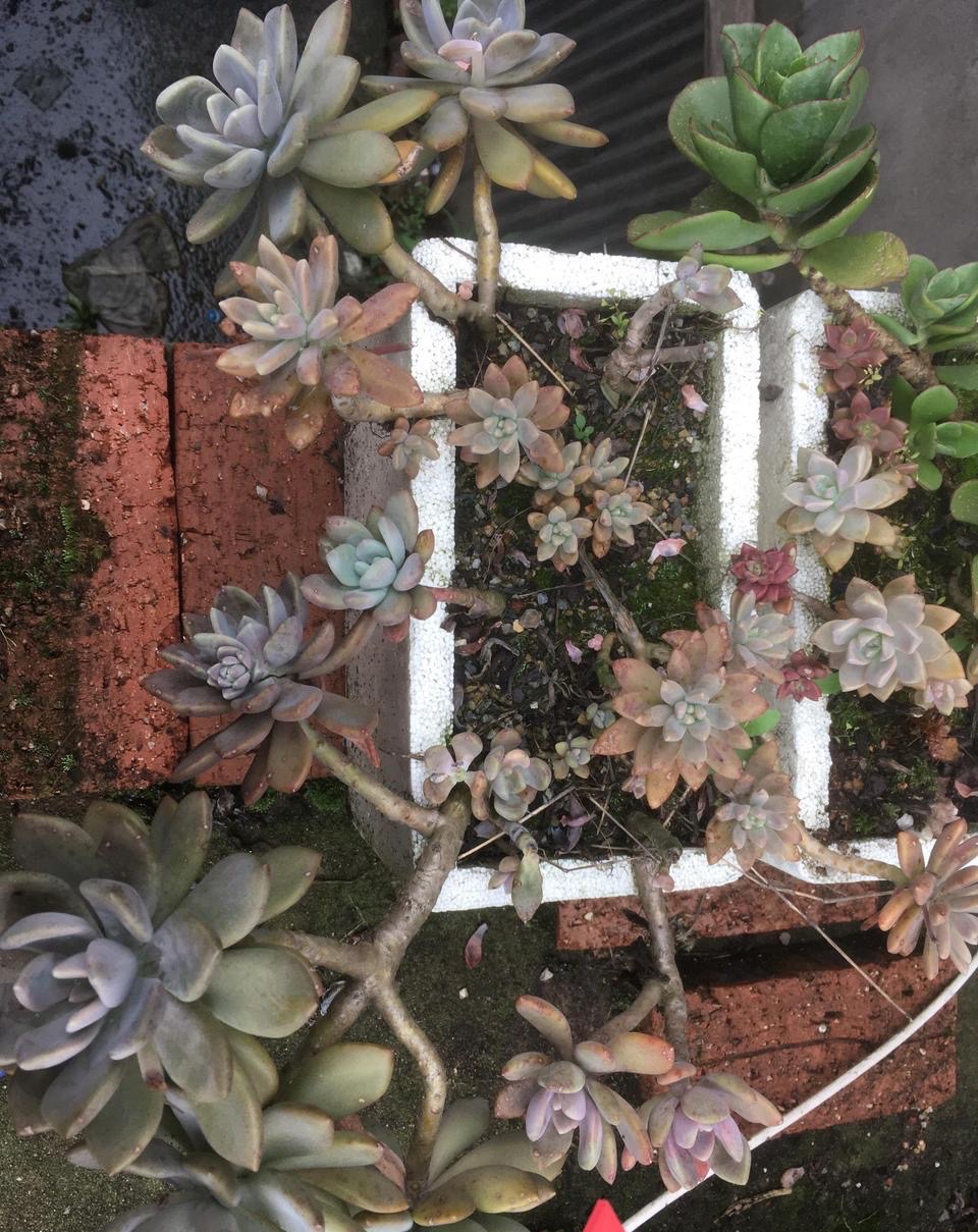 冬美人虽然是有名的大普货多肉,但是出状态之后,紫色的糖心真美