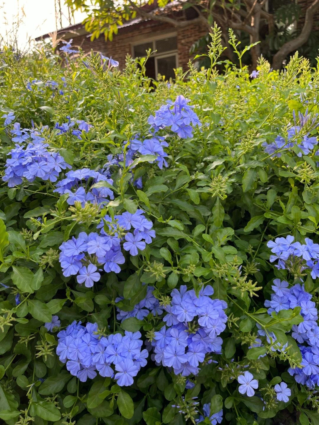 秋天的蓝雪花,这样养,还能开花好几个月,太美丽清新了