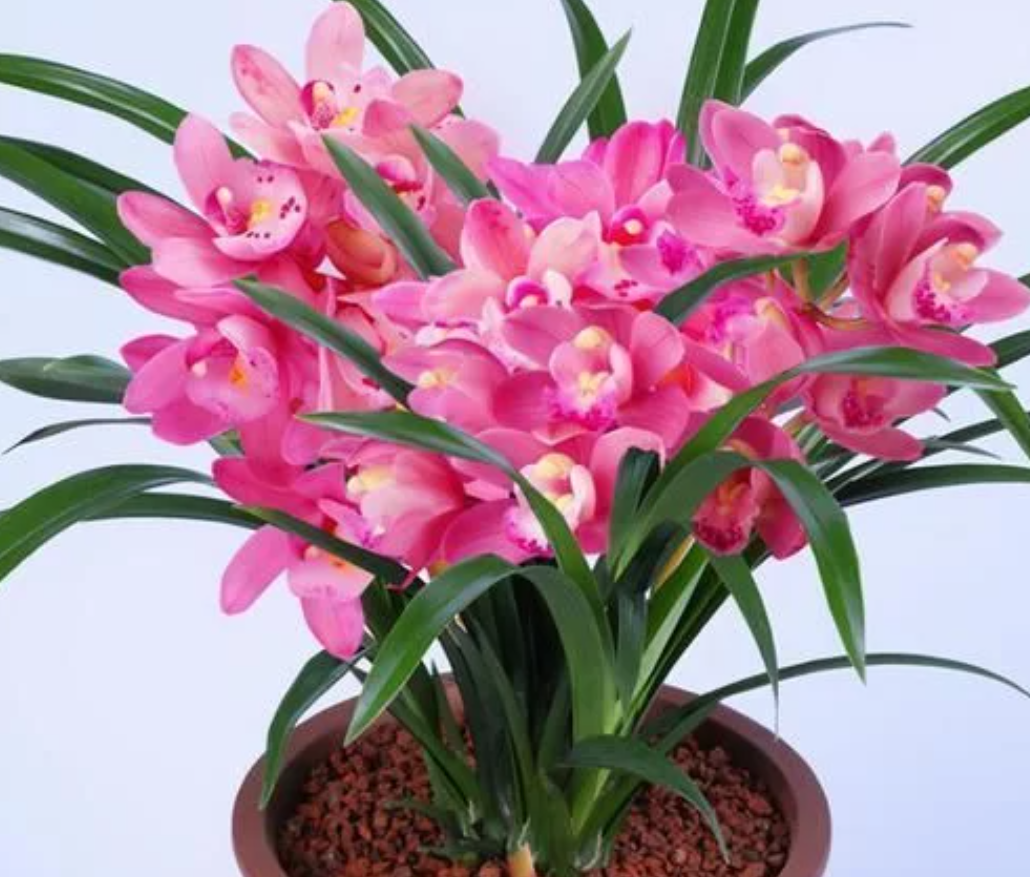 养花就养3种"美女花",花大色艳花期长,繁花似锦,美轮美奂