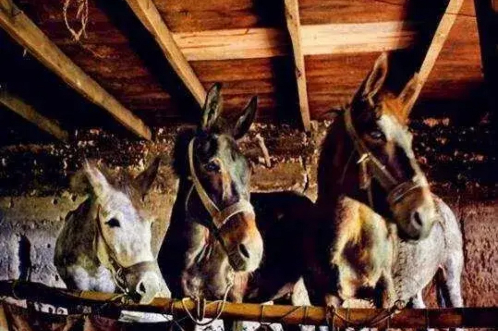 曹操夜梦三马同槽,本该惊悟醒觉,却被贾诩忽悠成吉兆.