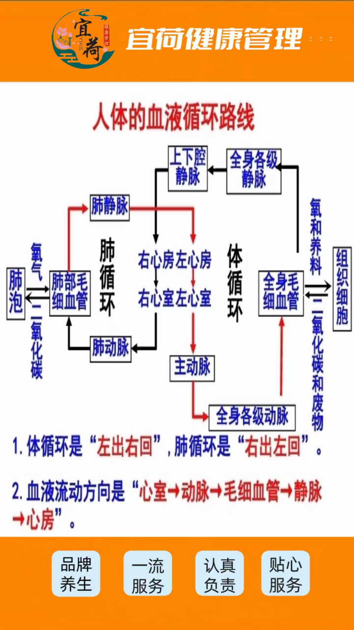 人体是一个庞大而复杂的循环系统,其中的运作周而复始,循环往复.