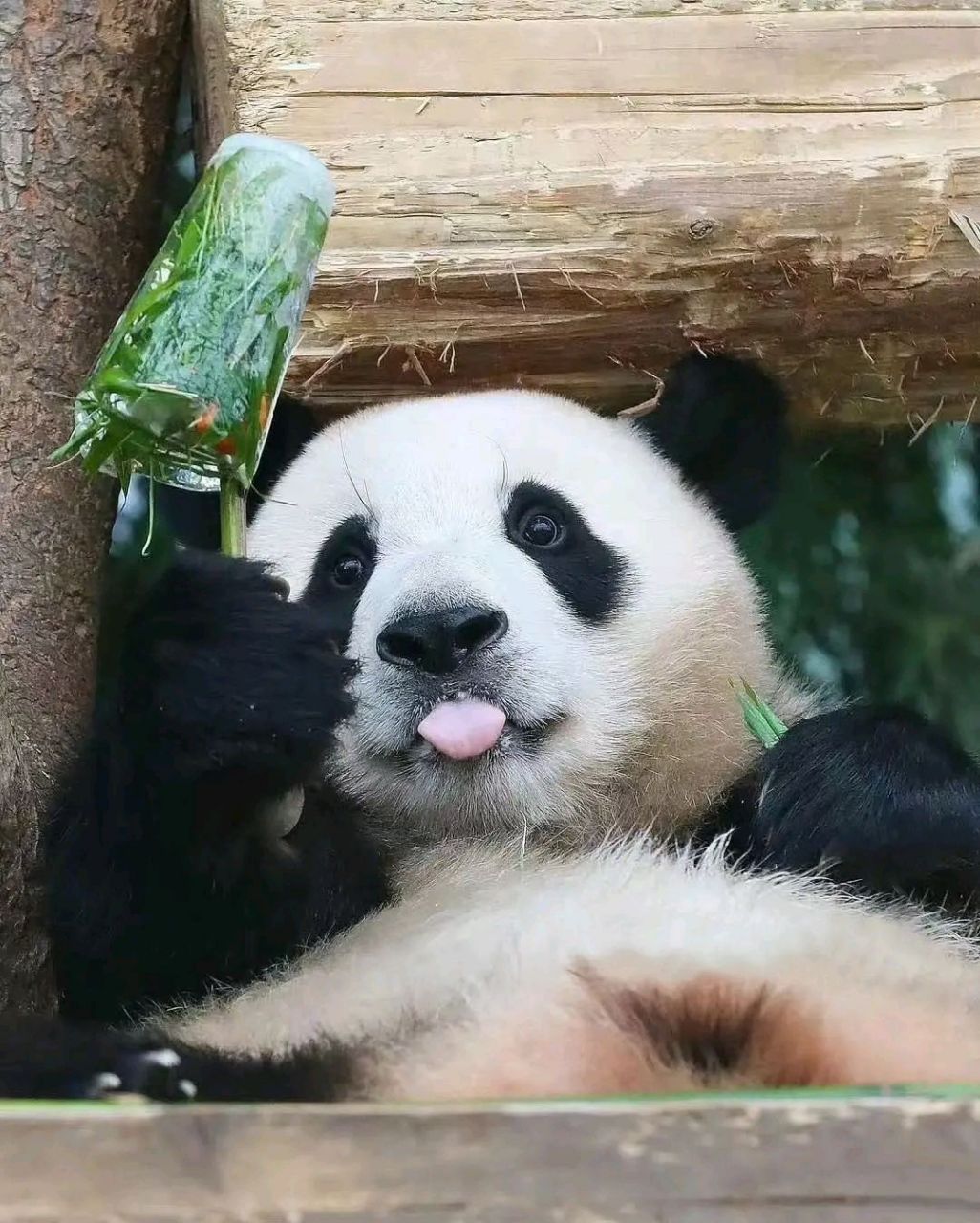 我也不想发呀但是它真的很可爱#福宝 #爱宝 #乐  宝 #熊猫