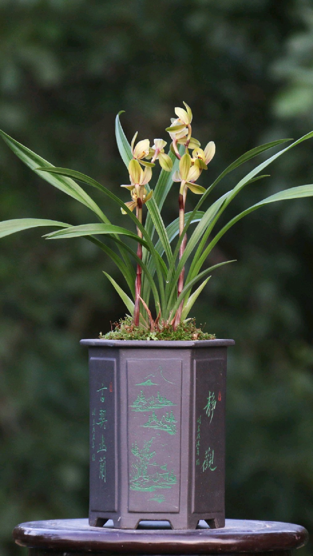 建兰中等株形荷瓣花忆香荷花型精致香味浓郁非常好养活十分适合新手